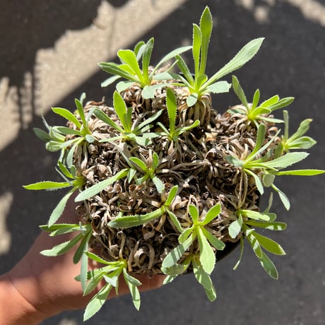 オトンナレトロルサ | STORES