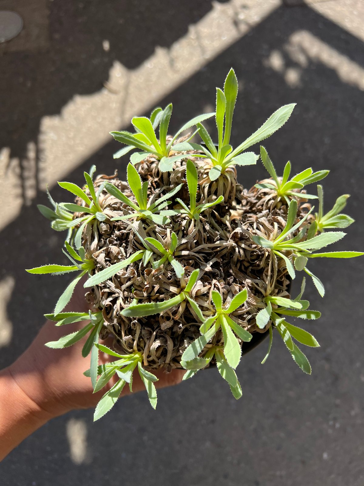 オトンナ レトロルサ | STELLA.PLANTS オトンナ レトロルサ | STELLA.PLANTS