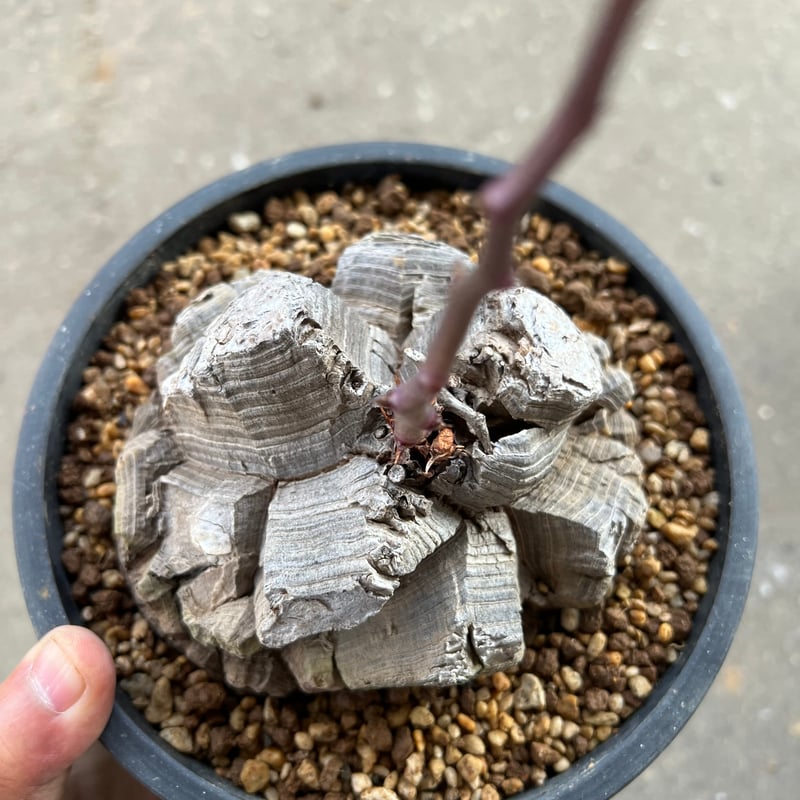 アフリカ亀甲竜 5.5寸6 | STELLA.PLANTS アフリカ亀甲竜 5.5寸6 | STELLA.PLANTS