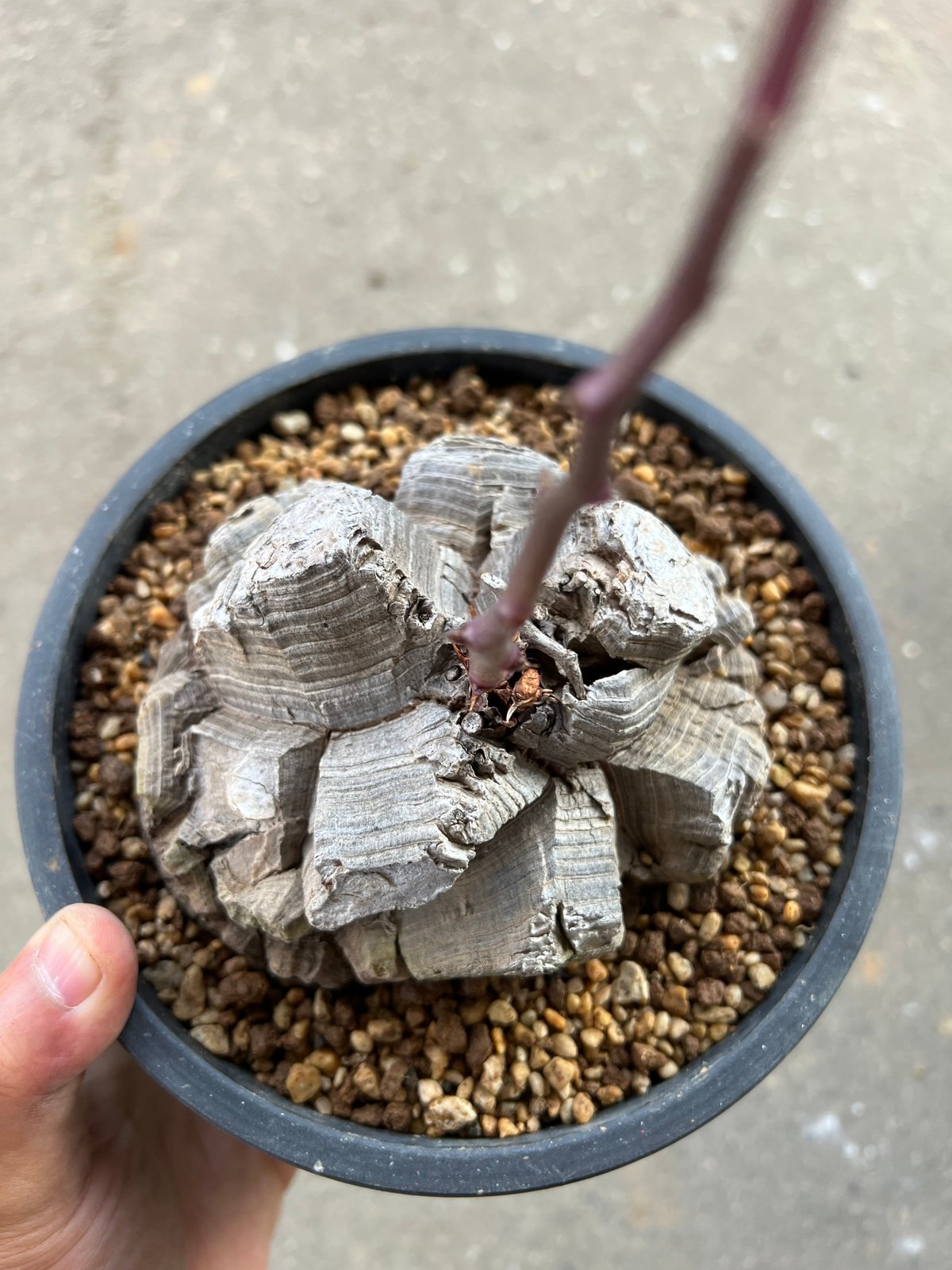 アフリカ亀甲竜 5.5寸6 | STELLA.PLANTS