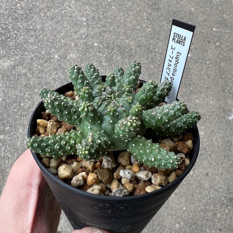 ユーフォルビア ガムケンシス2 | STELLA.PLANTS