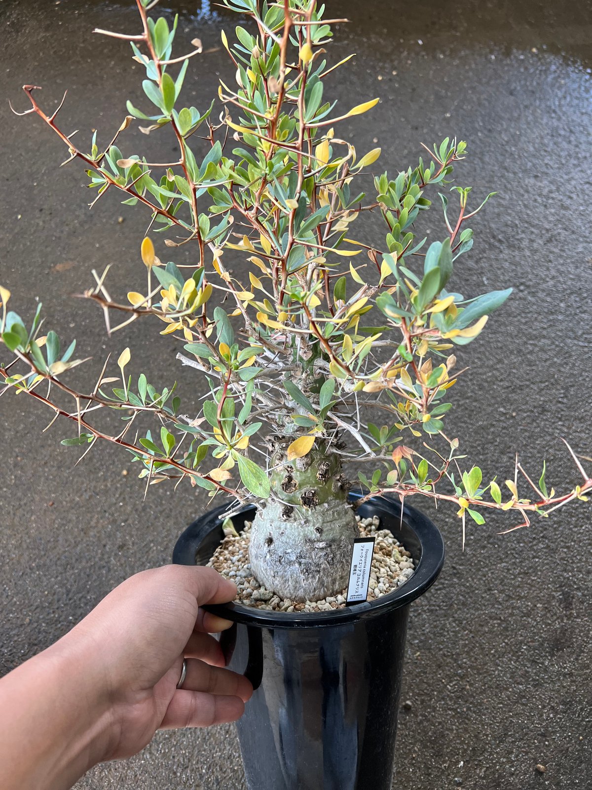 フォークイエリア コルムナリス 観峰玉 | STELLA.PLANTS 