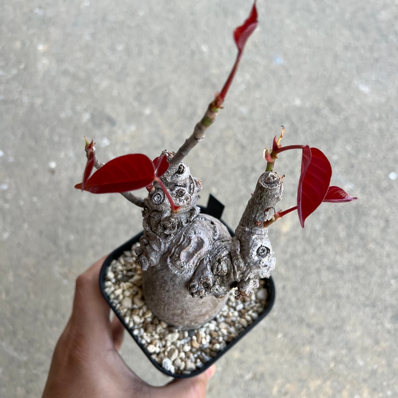 プセウドボンバックス2 | STELLA.PLANTS プセウドボンバックス2 | STELLA.PLANTS