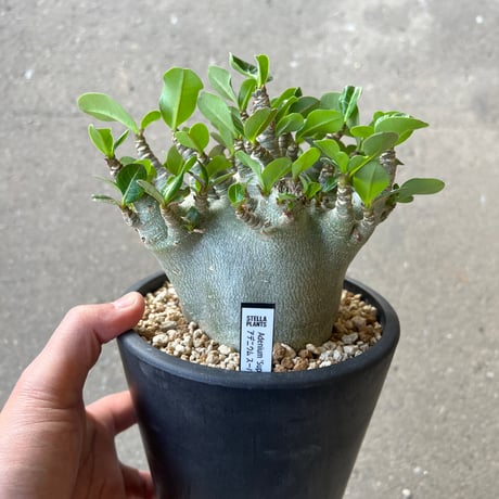 オールシーズンアデニウム チョコ 鉢植え C ＋ V2ハックB-13鉢植え CATEGORY コーデックス | STELLA.PLANTS