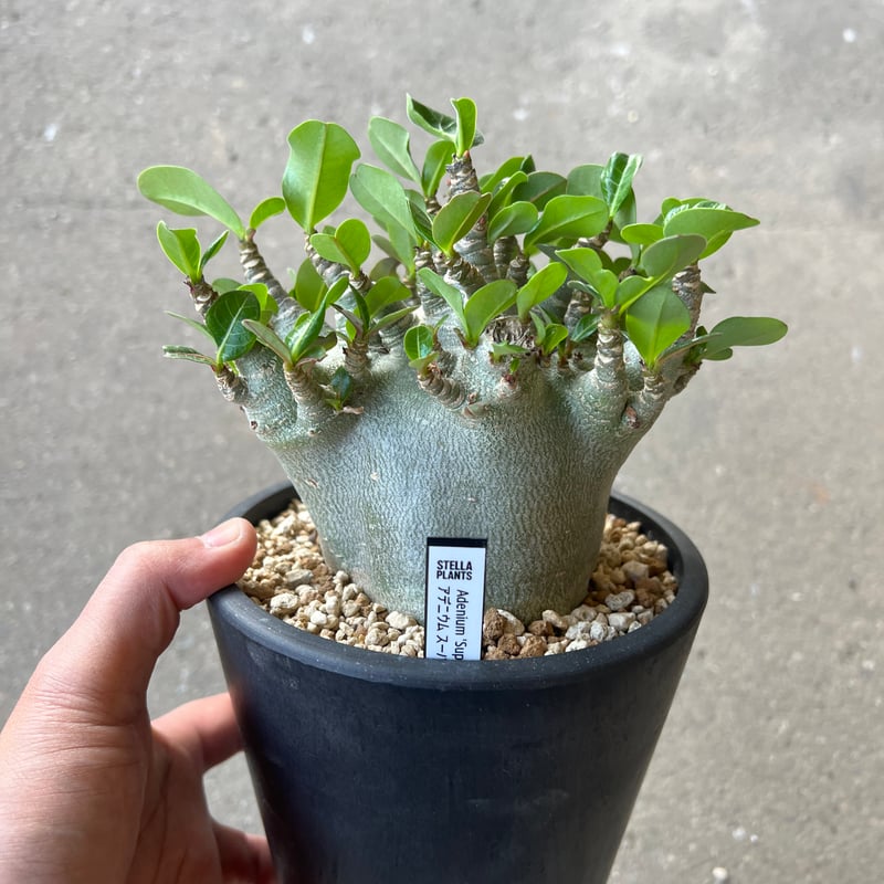 アデニウム アラビカム スーパードワーフ | STELLA.PLANTS