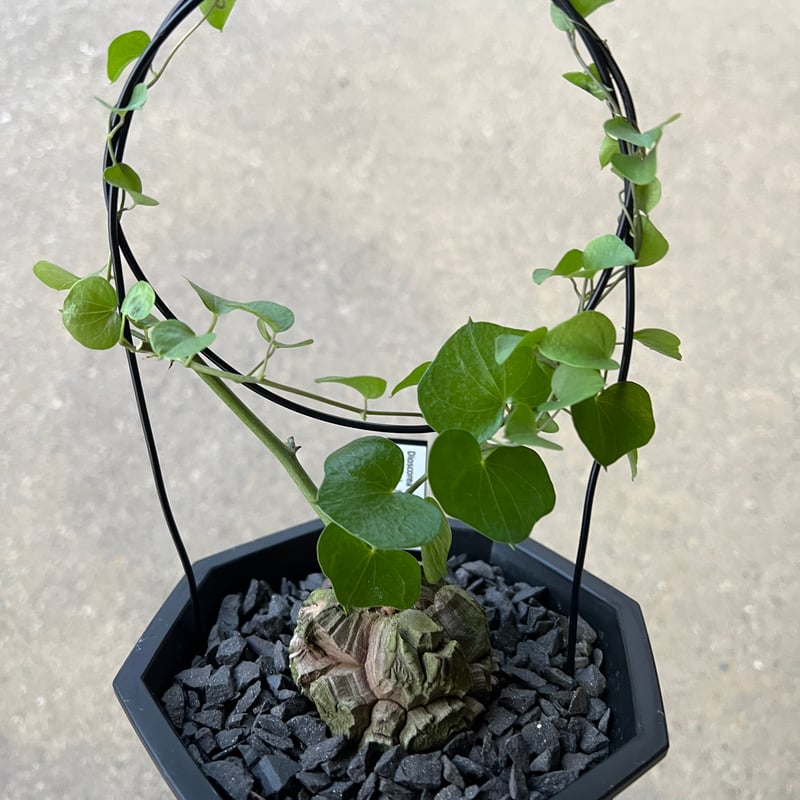 アフリカ亀甲竜 | STELLA.PLANTS