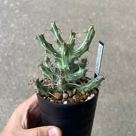 CATEGORY ユーフォルビア | STELLA.PLANTS