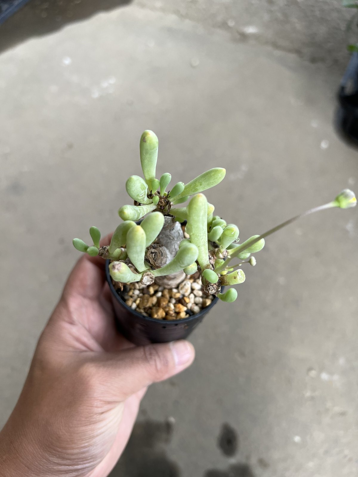 オトンナ クラビフォリア | STELLA.PLANTS オトンナ クラビフォリア | STELLA.PLANTS