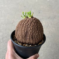ブーファン ハエマンソイデス | STELLA.PLANTS ブーファン ハエマンソイデス | STELLA.PLANTS