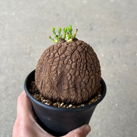 【現品】ステファニア・スベローサ（スベローサム）8号　W3番 現品】ステファニア・スベローサ 4号 黒鉢（8） : 花のアリマツ