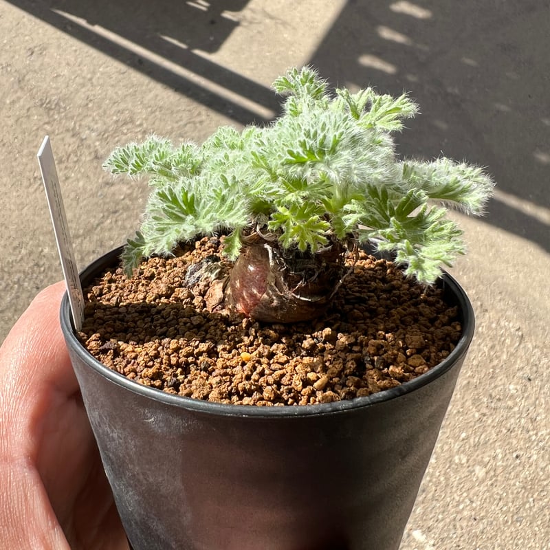 ペラルゴニウム アッペンディクラツム1 | STELLA.PLANTS
