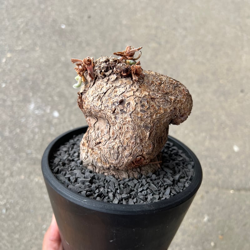 ペラルゴニウム トリステ | STELLA.PLANTS