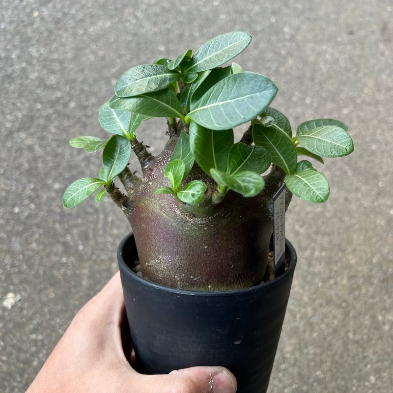 アデニウム アラビカム ブラックスキン2 | STELLA.PLANTS
