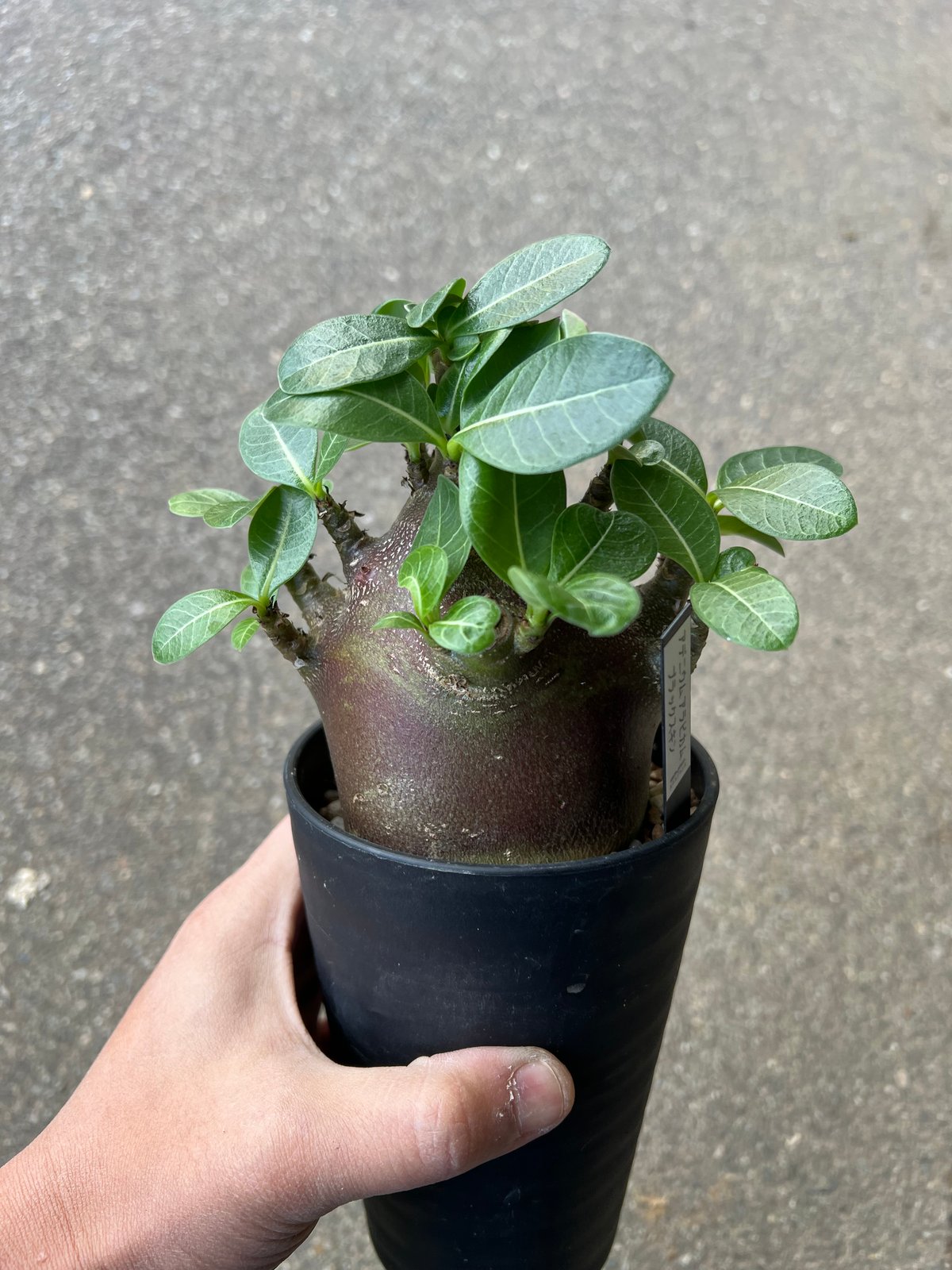 アデニウム アラビカム ブラックスキン2 | STELLA.PLANTS