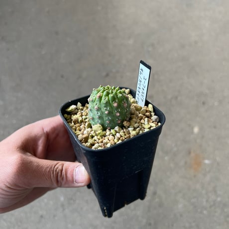 ユーフォルビア　ギムノカリキオイデス1