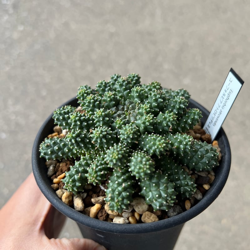 ユーフォルビア アトロビリディス 2 | STELLA.PLANTS