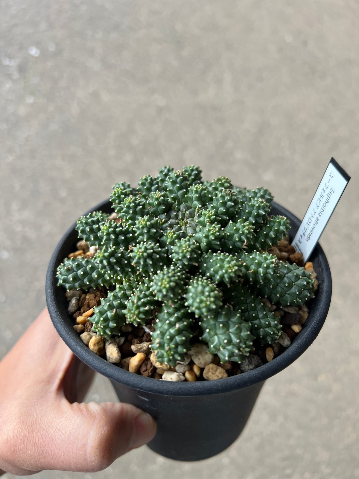 ユーフォルビア アトロビリディス 2 | STELLA.PLANTS