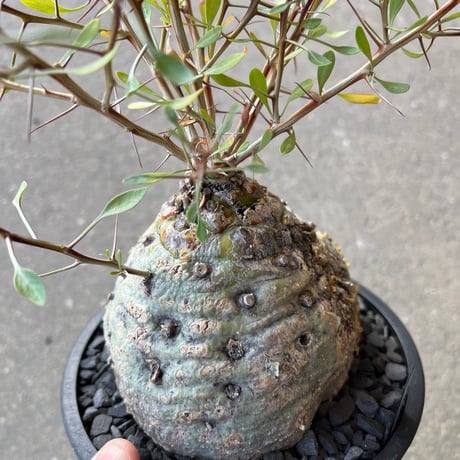 フォークイエリア コルムナリス　観峰玉