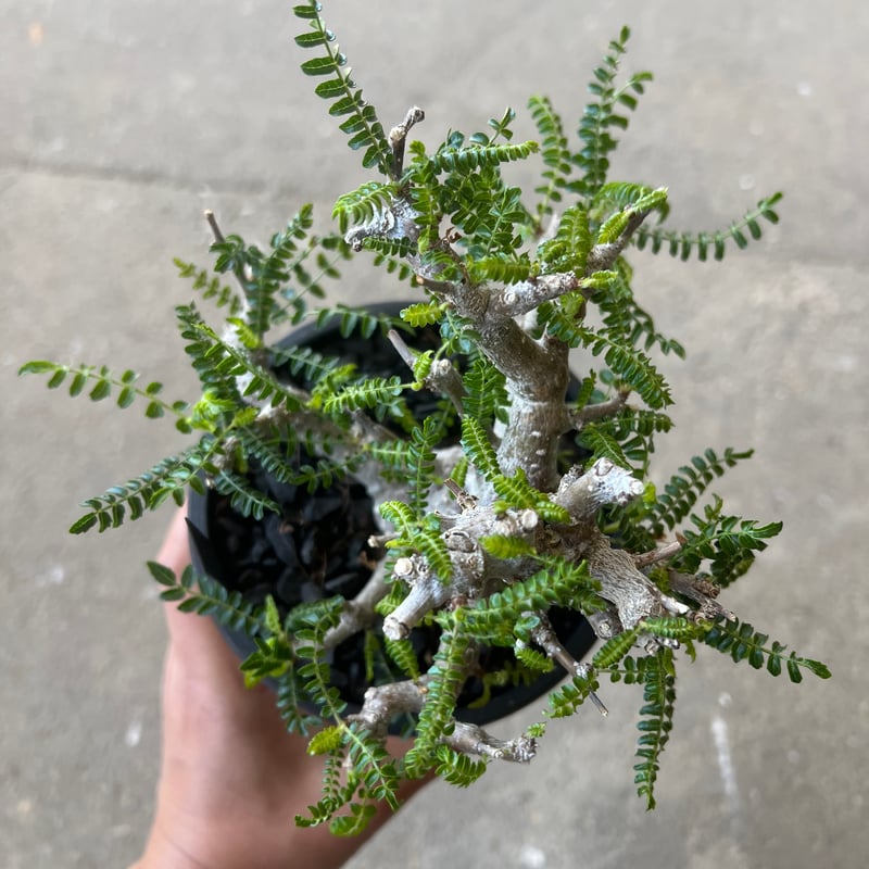 ボスウェリア ネグレクタ | STELLA.PLANTS
