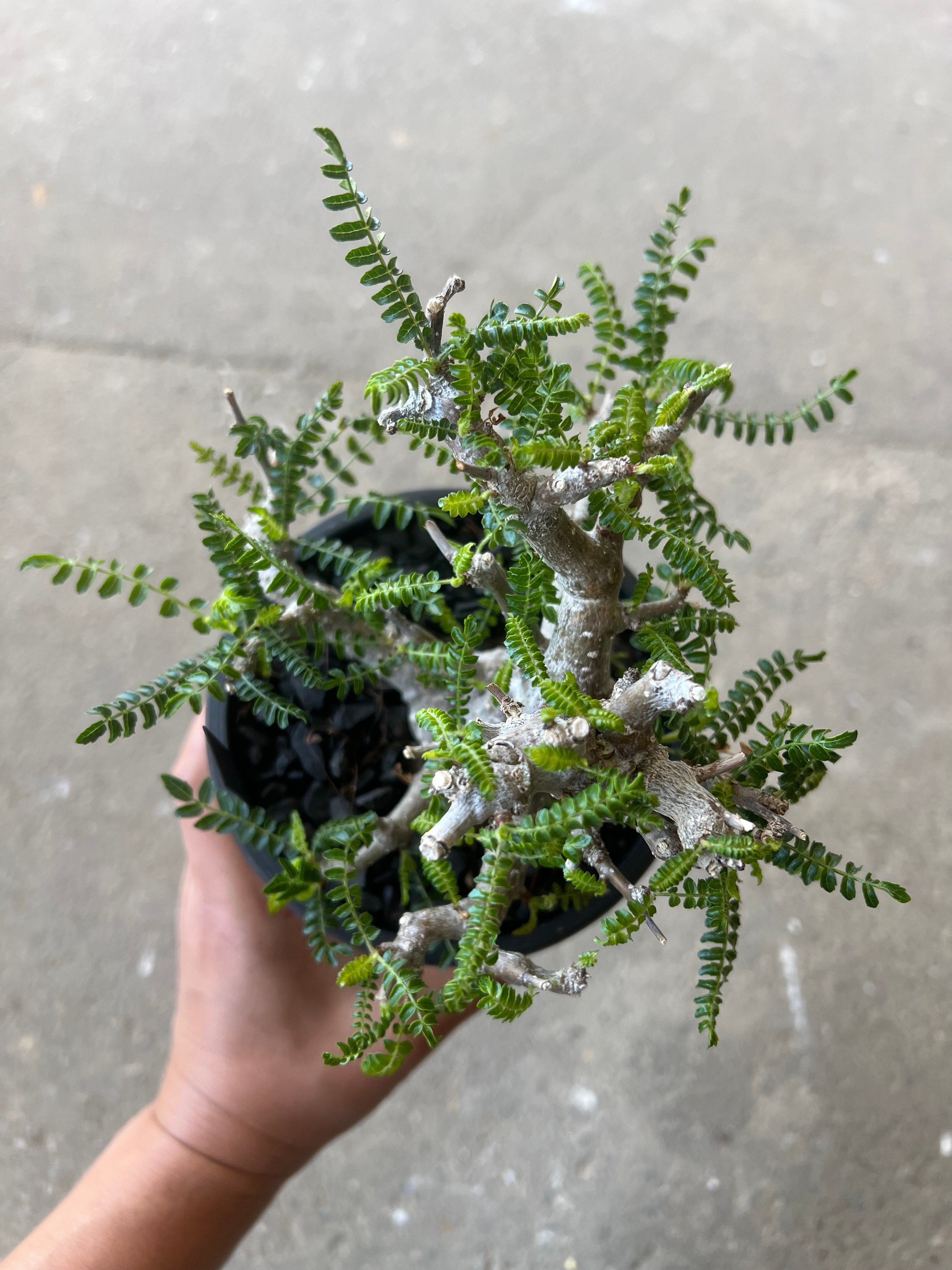 ボスウェリア ネグレクタ | STELLA.PLANTS