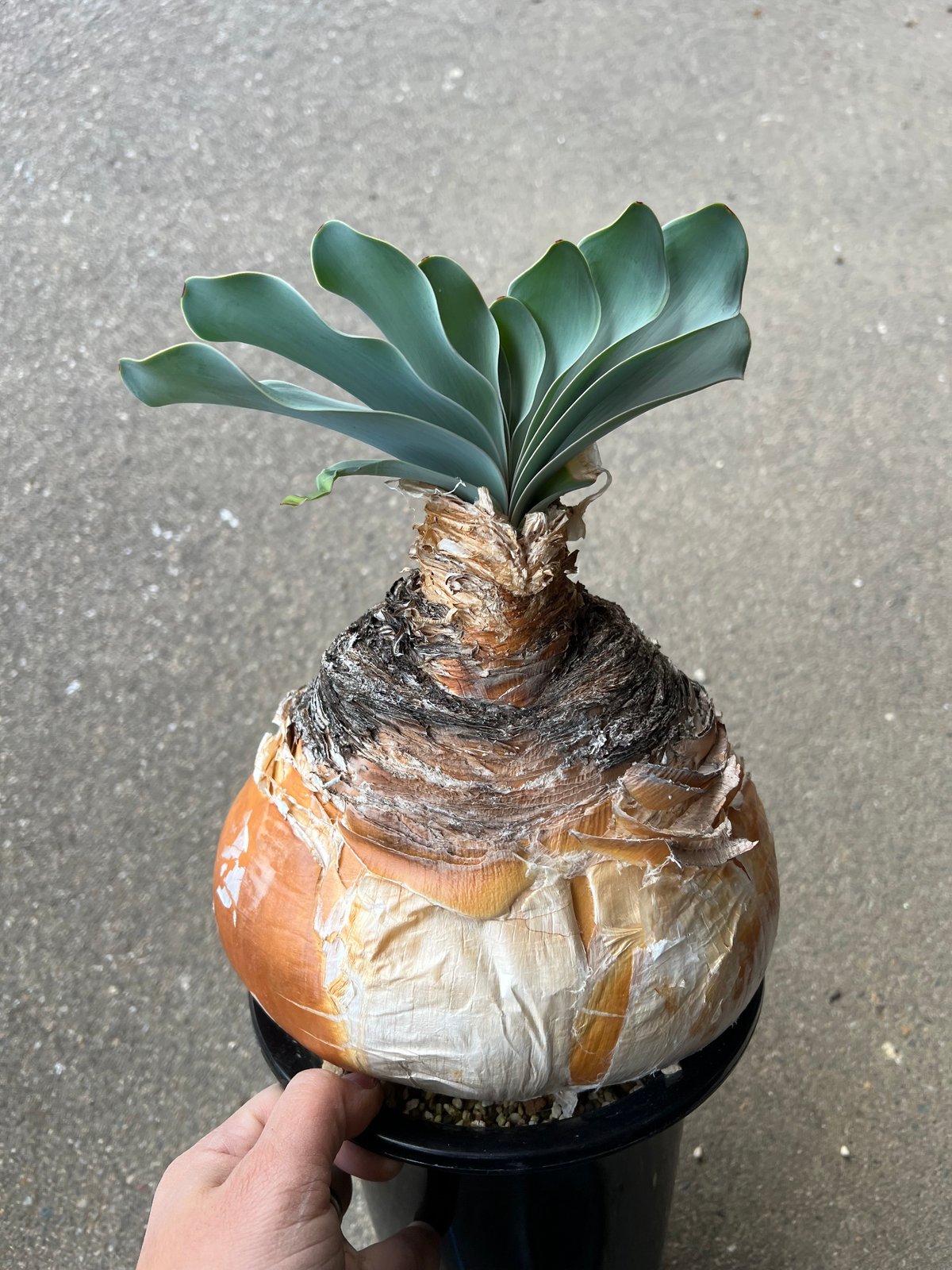 休眠前特価 ブーファン ハエマンソイデス 美株 ブーファン ハエマンソイデス 