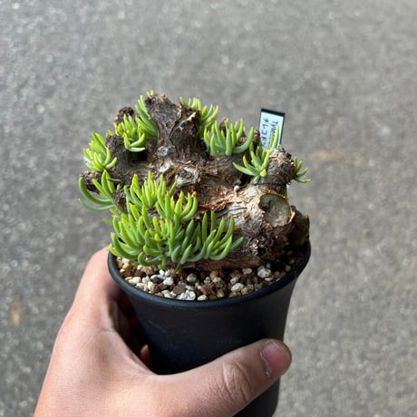 ペアルソニー | STORES