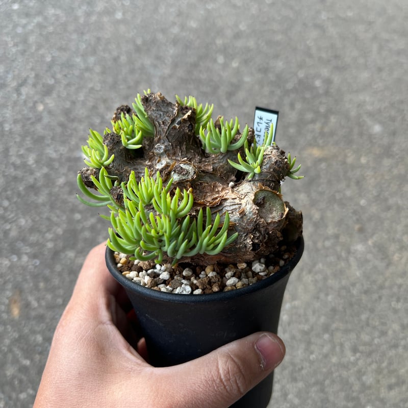 チレコドン ペアルソニー6 | STELLA.PLANTS