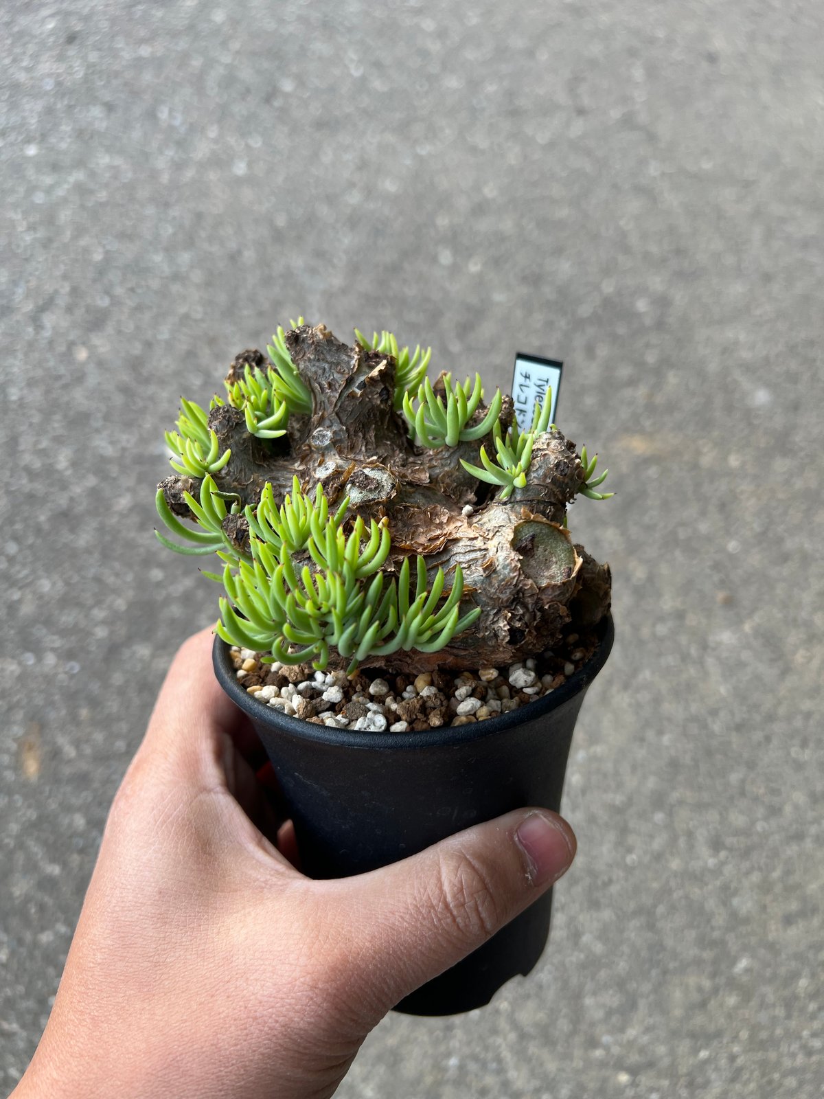 チレコドン ペアルソニー6 | STELLA.PLANTS