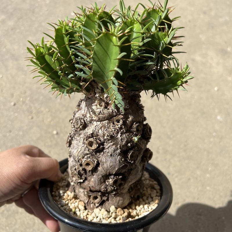 ユーフォルビア ムランジーナ | STELLA.PLANTS ユーフォルビア ムランジーナ | STELLA.PLANTS