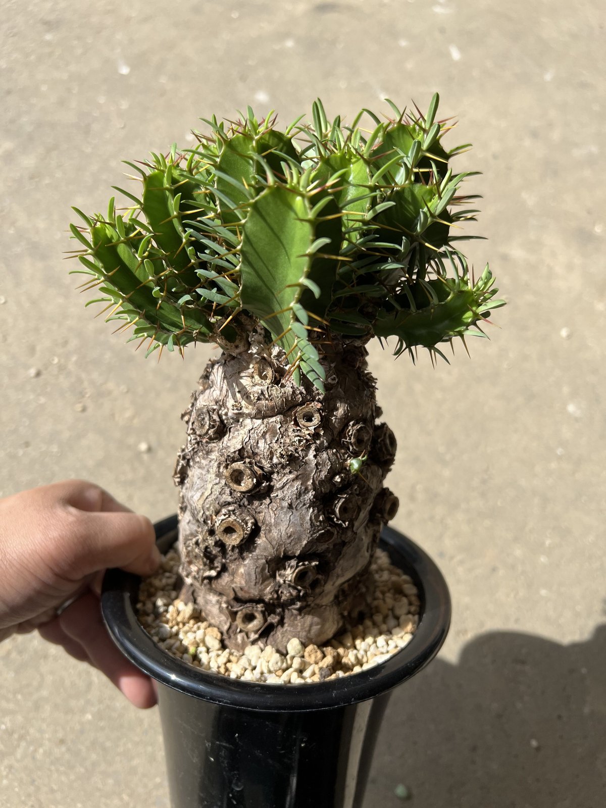karasi4さま　ムランジーナ karasi4さま ムランジーナ