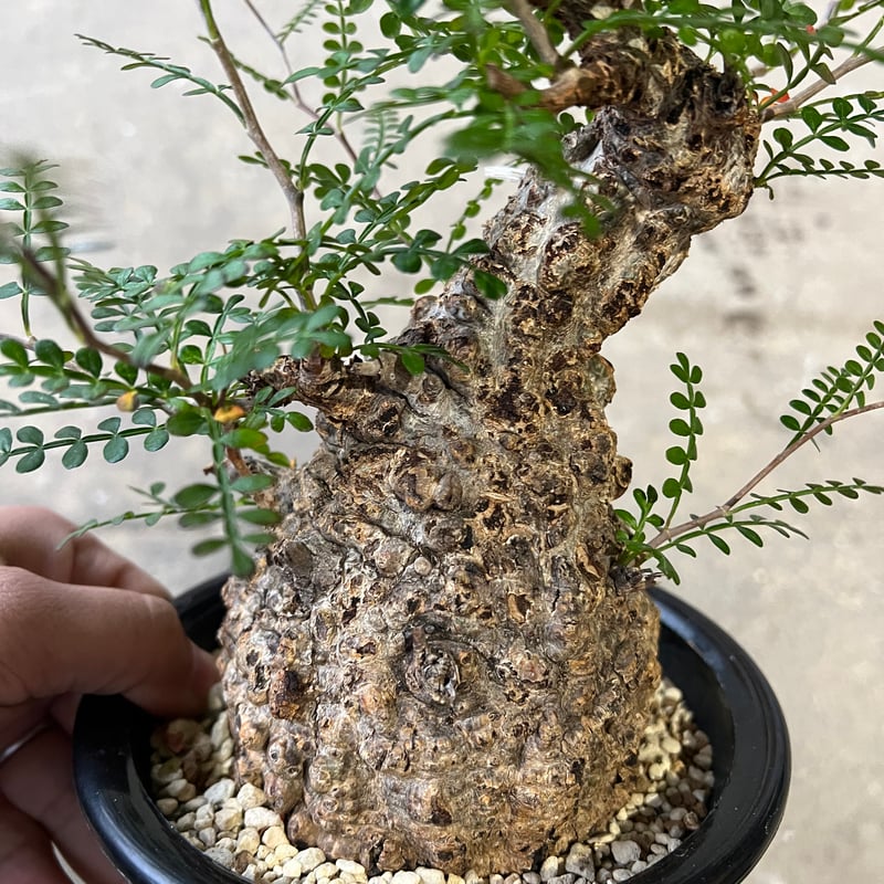 オペルクリカリア パキプス | STELLA.PLANTS オペルクリカリア パキプス | STELLA.PLANTS