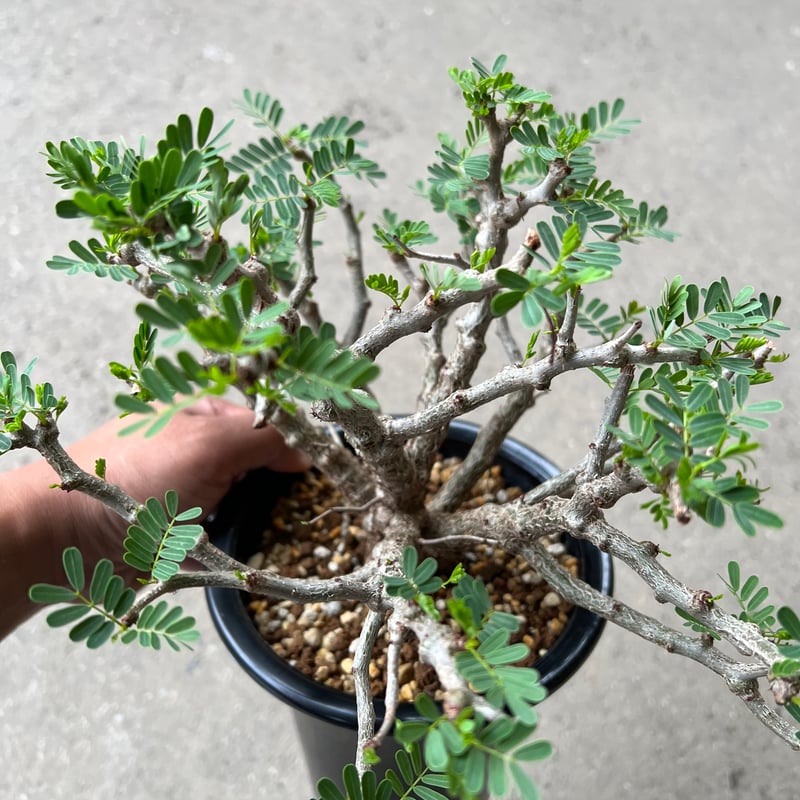 センナメリディオナリス 250826 センナ メリディオナリス | STELLA.PLANTS