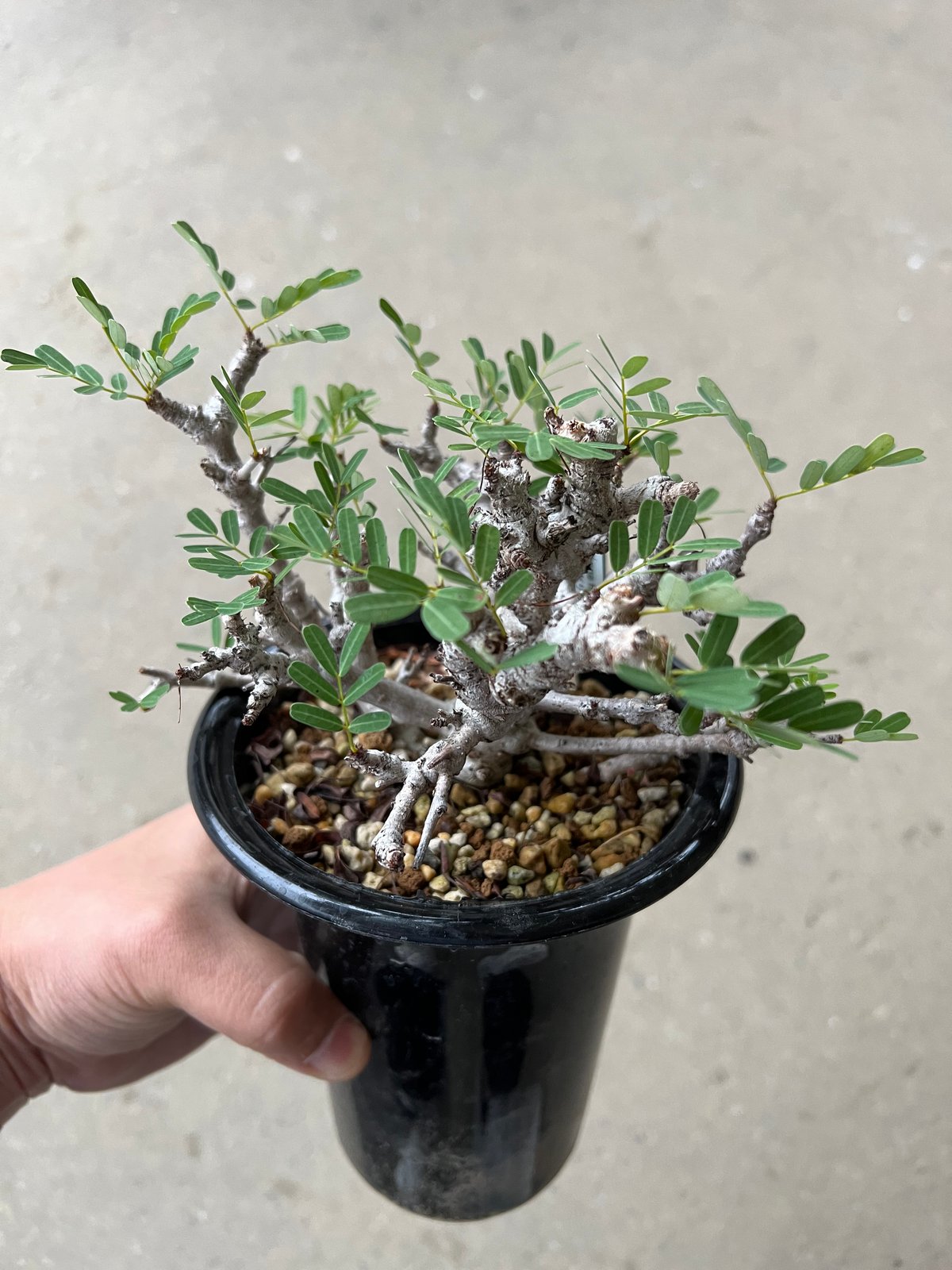 センナメリディオナリス　実生　ミニラン4 センナ メリディオナリス | STELLA.PLANTS