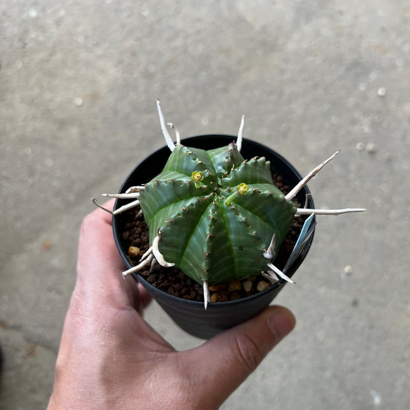 ユーフォルビア バリダ、オス株 2 | STELLA.PLANTS