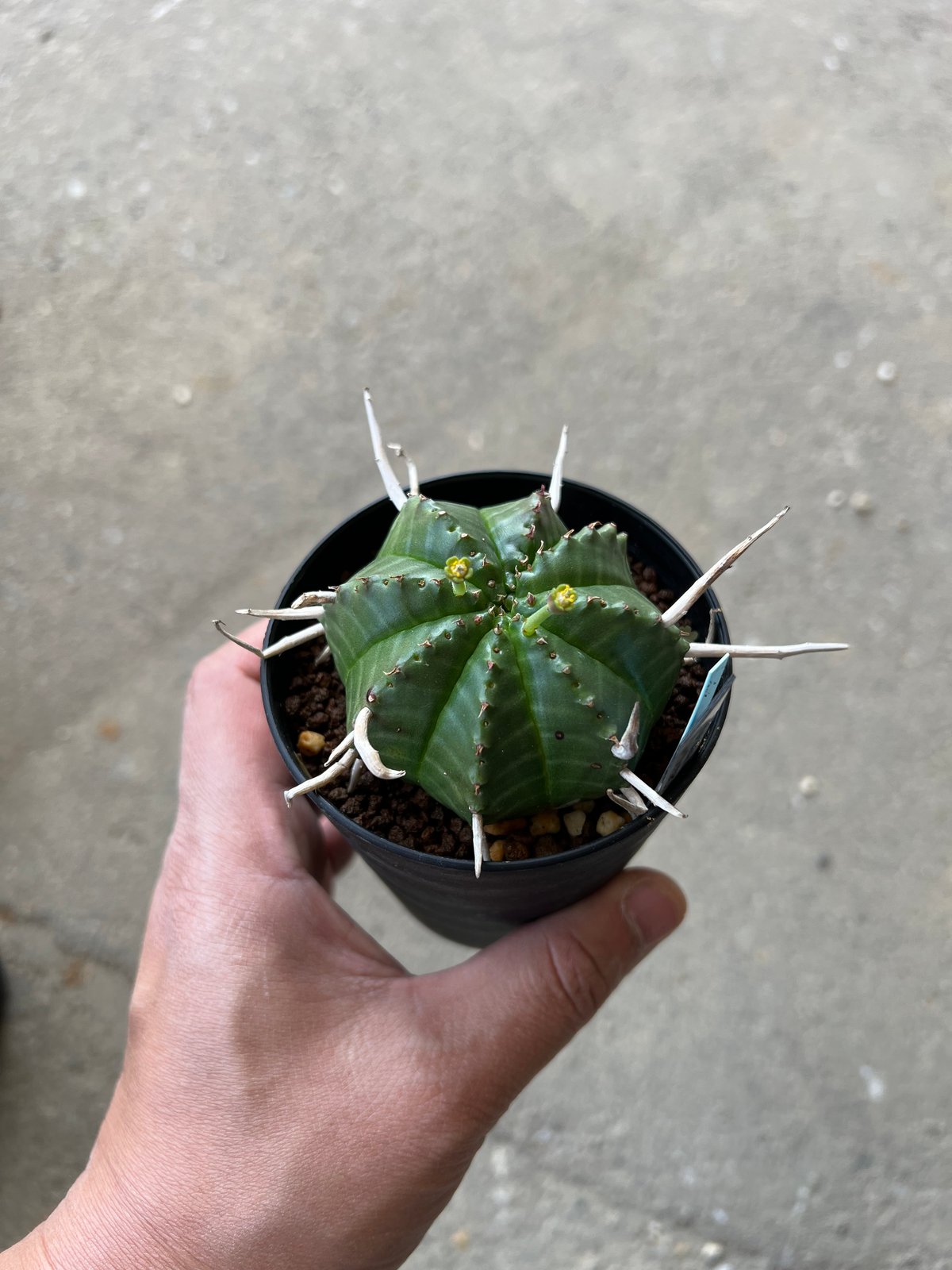 ユーフォルビア バリダ、オス株 2 | STELLA.PLANTS