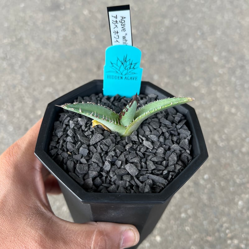 HIDDEN AGAVEジェレミー Creep 発根済タグ付き③ HIDDEN AGAVE