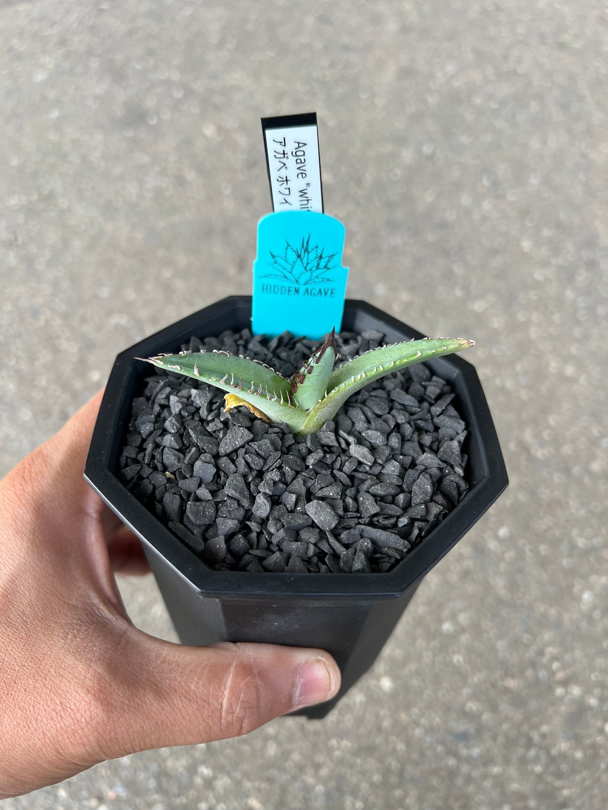 Agave 'White Fang' 1 アガベ ホワイトファング | STELLA.PLANTS