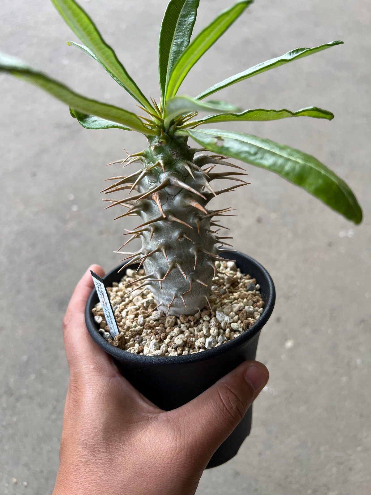 み*中様 美形 パキポディウム・アンボンゲンセ パキポディウム・アンボンゲンセ pseudoternata（偽の三本（刺