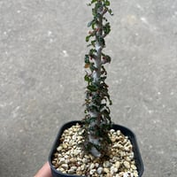 ボスウェリア ナナ2