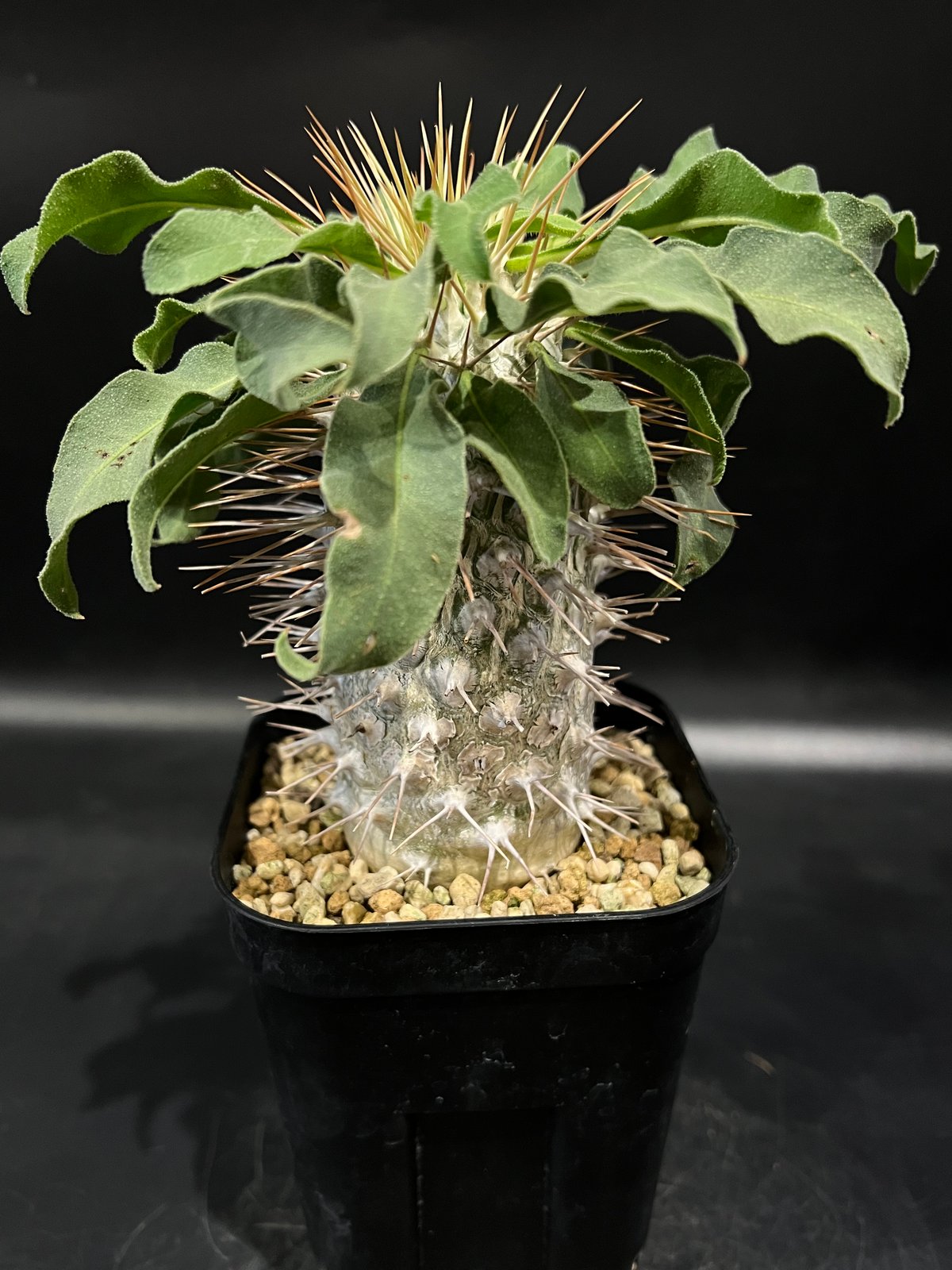 パキポディウム ナマクアナム 光堂 | STELLA.PLANTS パキポディウム ナマクアナム 光堂 | STELLA.PLANTS