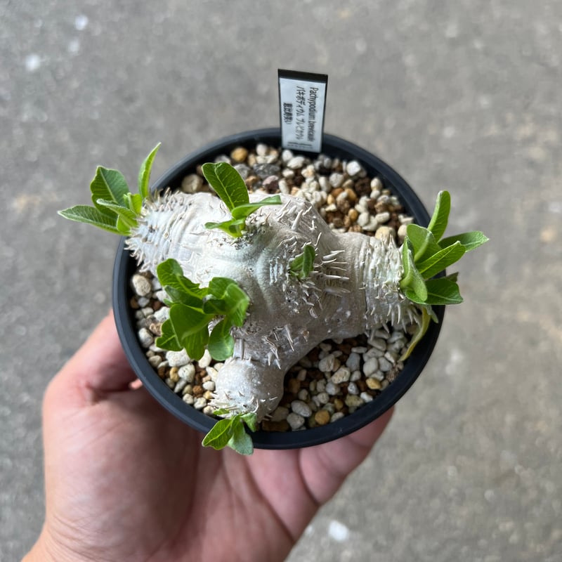 塊根植物 良形　恵比寿笑　イーヴィックス鉢付き 塊根植物 良形 恵比寿笑 イーヴィックス鉢付き 塊根植物 良形