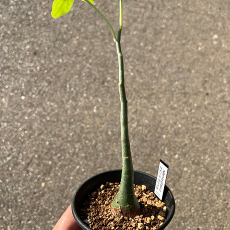 グラウカ | STORES