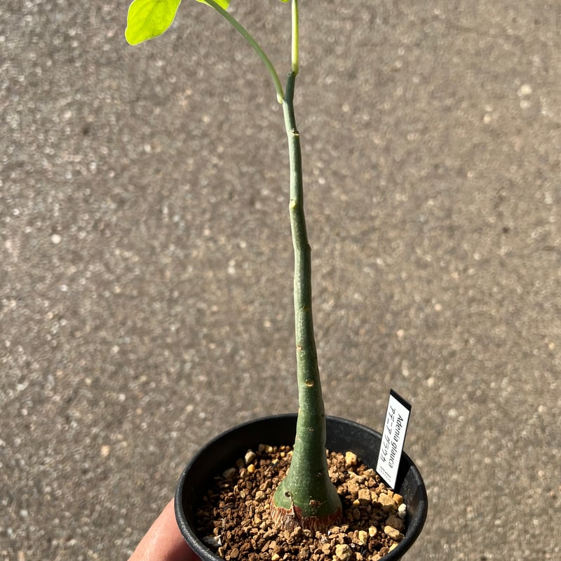 アデニア グラウカ4 | STELLA.PLANTS