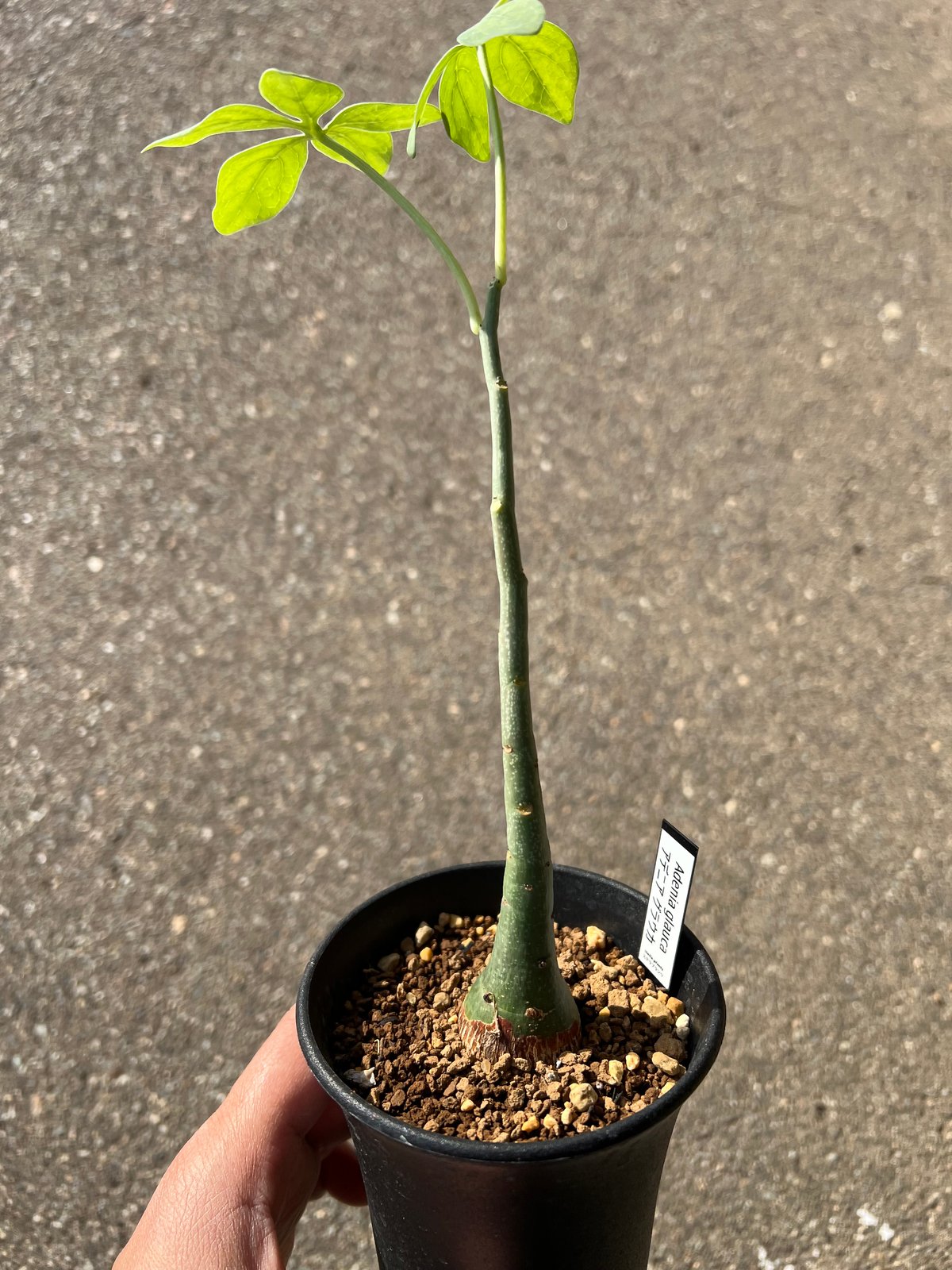 アデニア グラウカ4 | STELLA.PLANTS