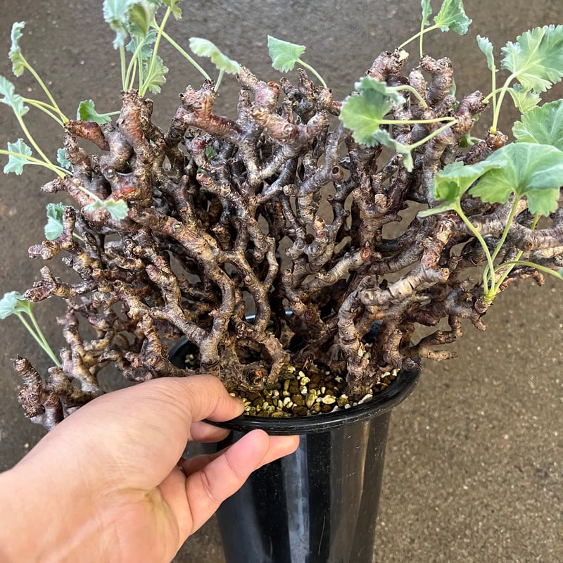 K*o様 ペラルゴニウムまミラビレ 観葉植物「ペラルゴニウム K*o様 ペラルゴニウムまミラビレ 観葉植物「ペラルゴニウム