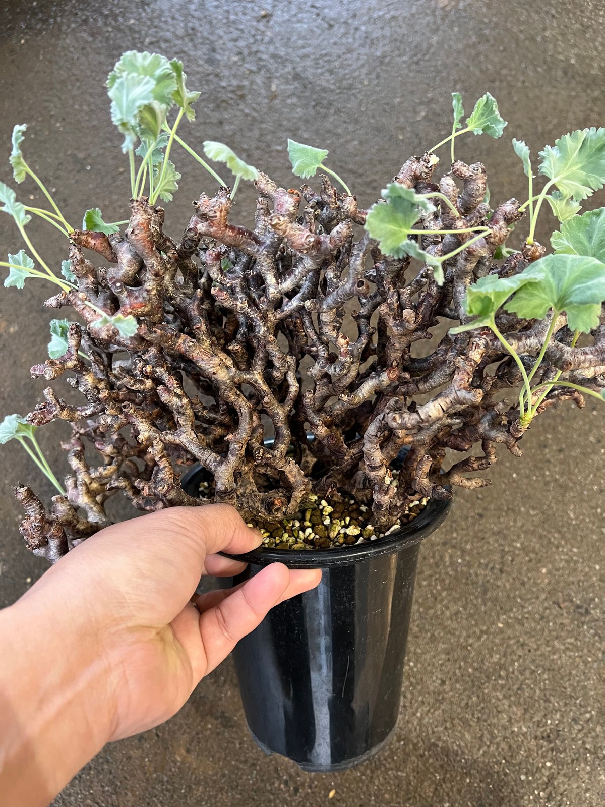 NEIGHBORHOOD　SRL　ペラルゴニウム　ミラビレ ペラルゴニウム ミラビレ | STELLA.PLANTS