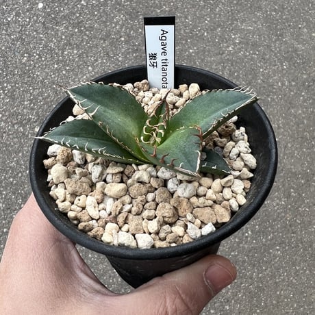 アガベ チタノタ '狼牙'