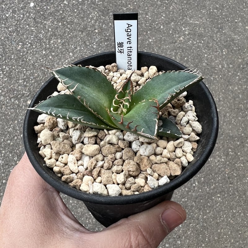 アガベ チタノタ '狼牙' | STELLA.PLANTS アガベ チタノタ '狼牙' | STELLA.PLANTS