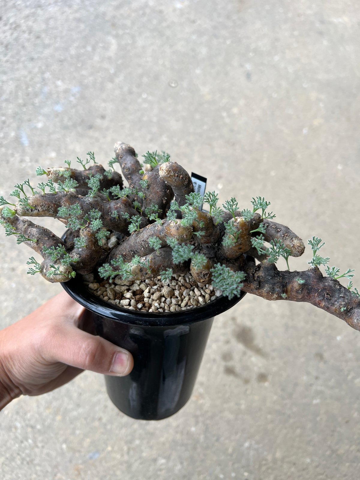 モンソニア ムルチフィダ | STELLA.PLANTS モンソニア ムルチフィダ | STELLA.PLANTS