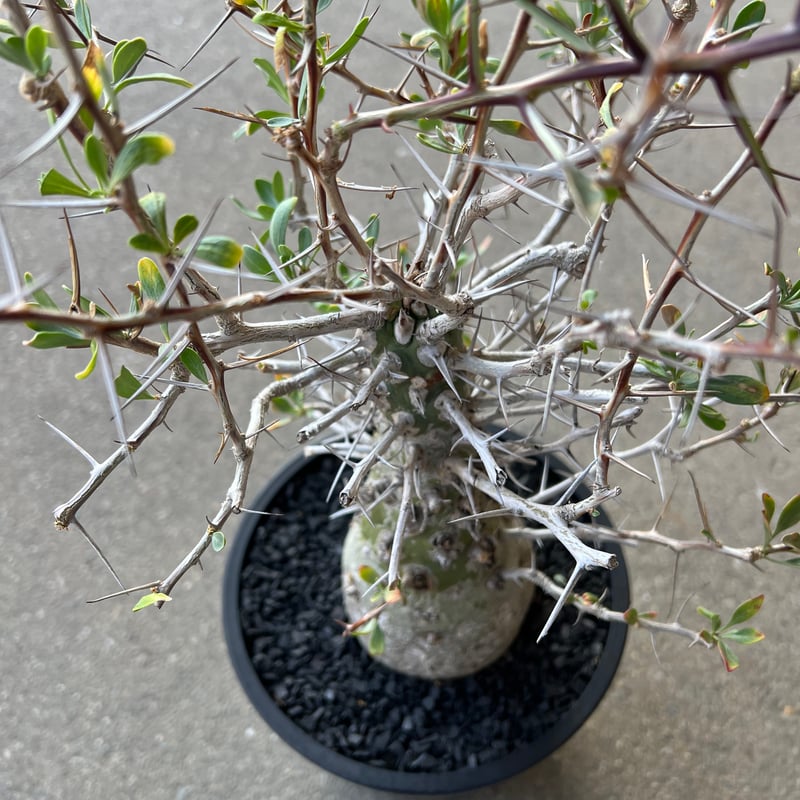 フォークイエリア コルムナリス 観峰玉 | STELLA.PLANTS